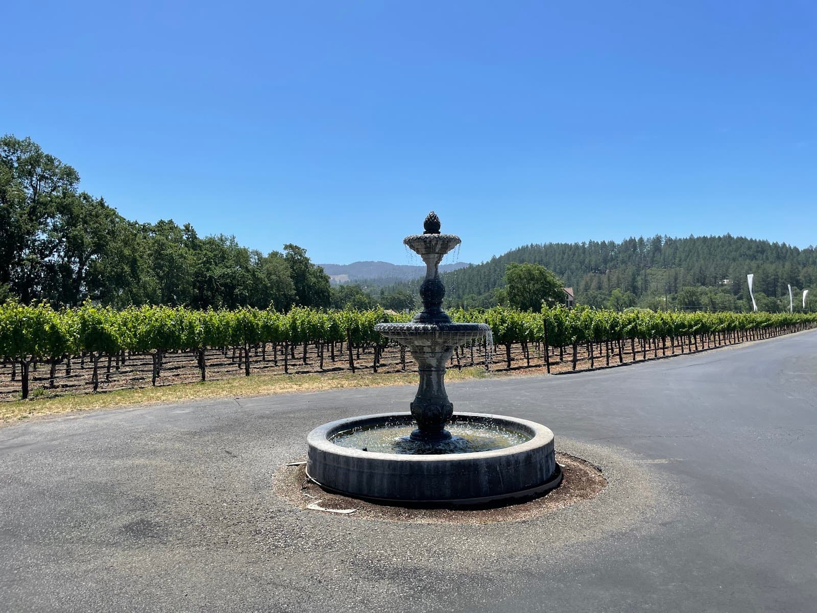 Photo of Bennett Lane Winery