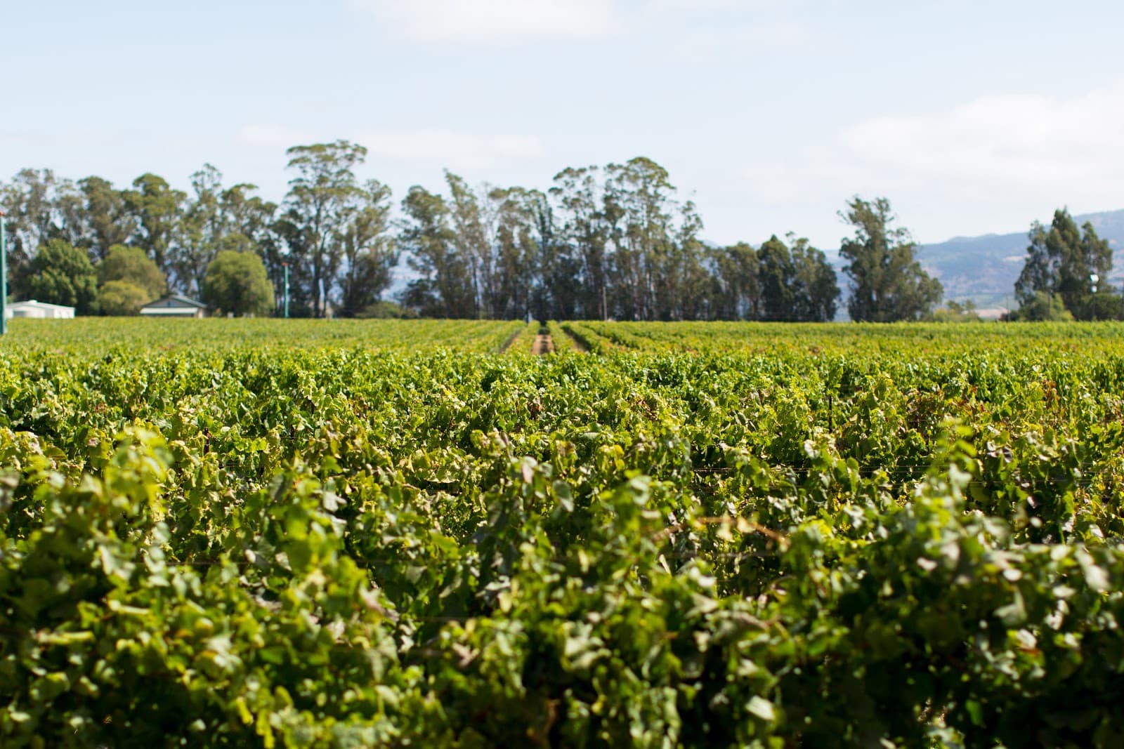 Photo of Ceja Vineyards