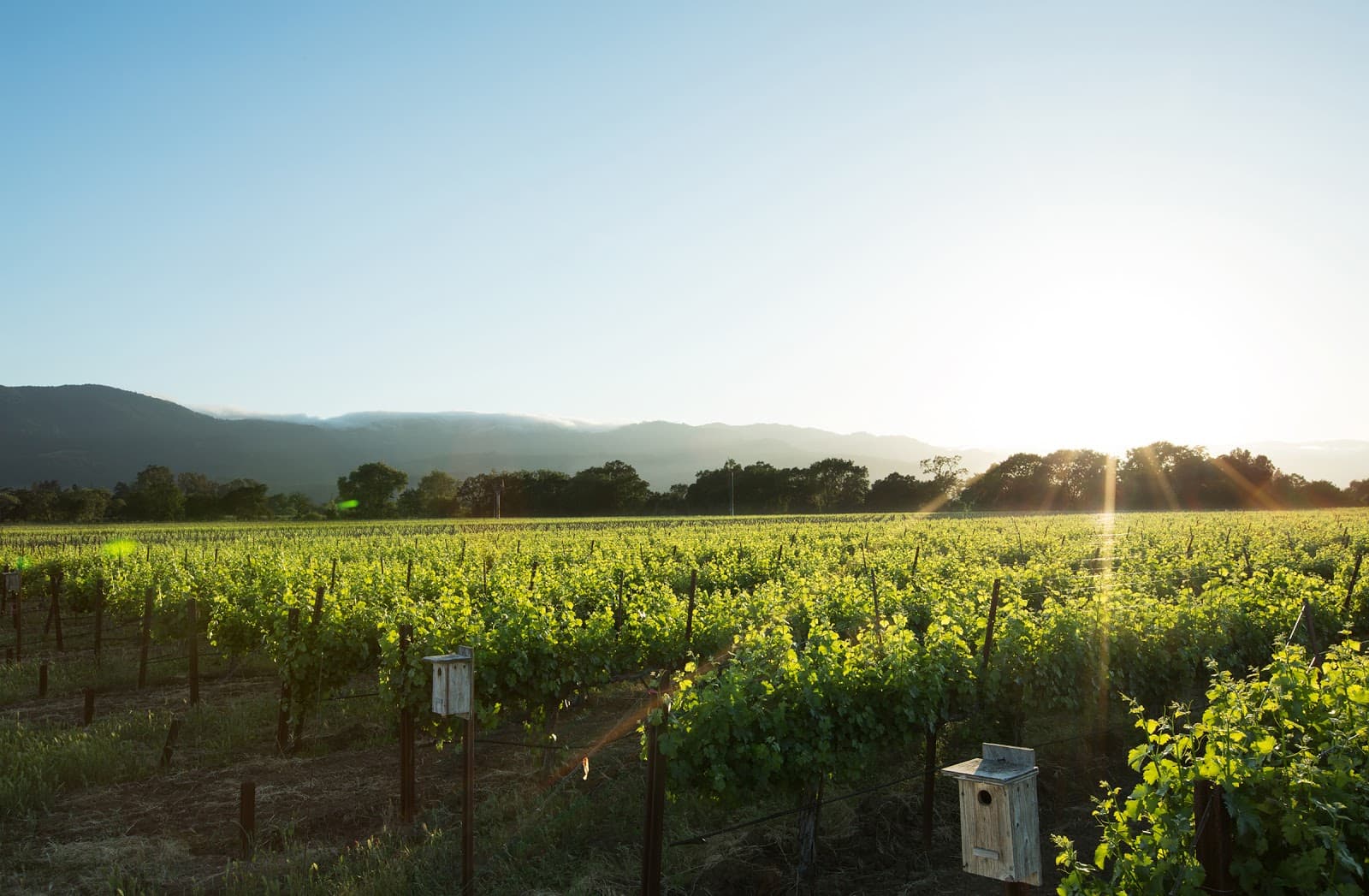 Photo of Honig Vineyard & Winery