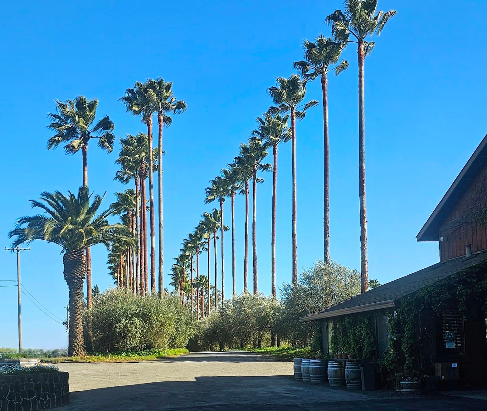 Photo of Iron Horse Vineyards