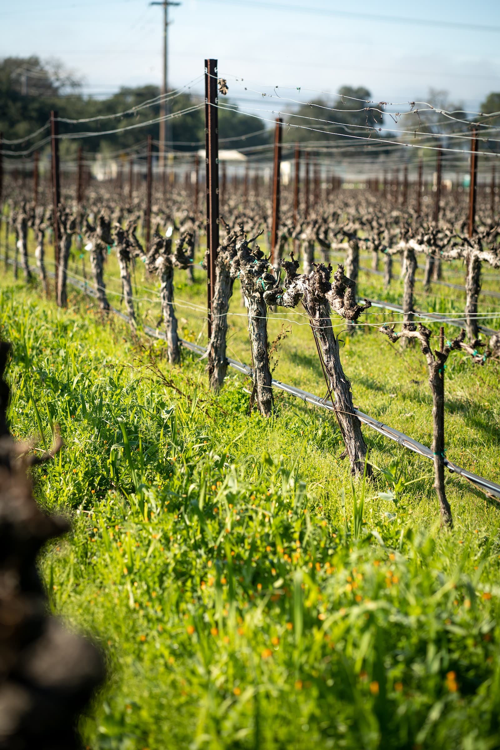 Photo of James Cole Winery