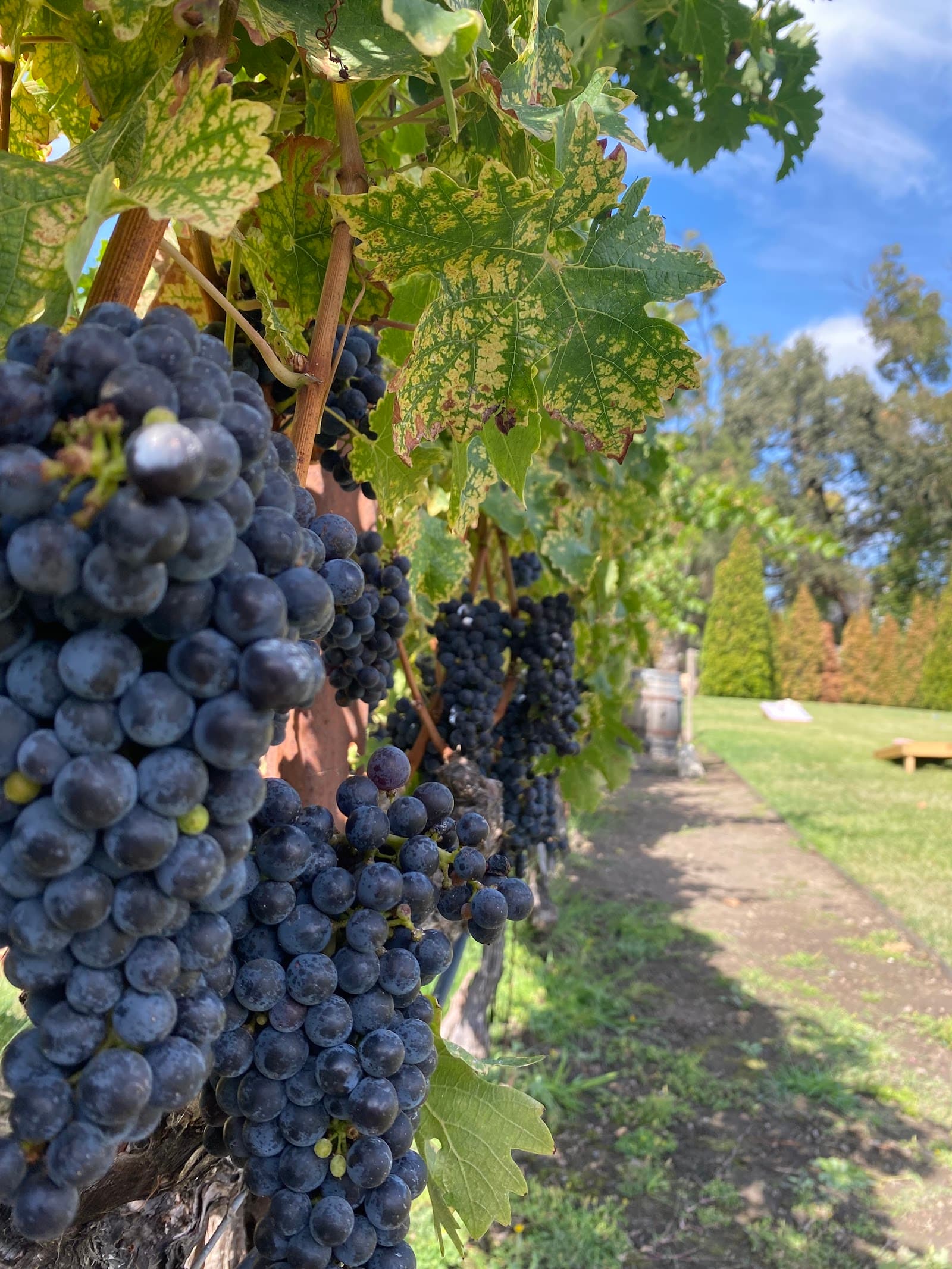 Photo of Napa Cellars