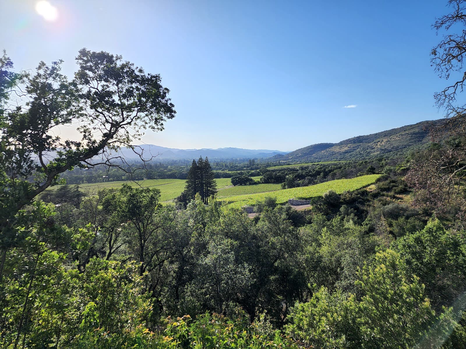 Photo of Palmaz Vineyards