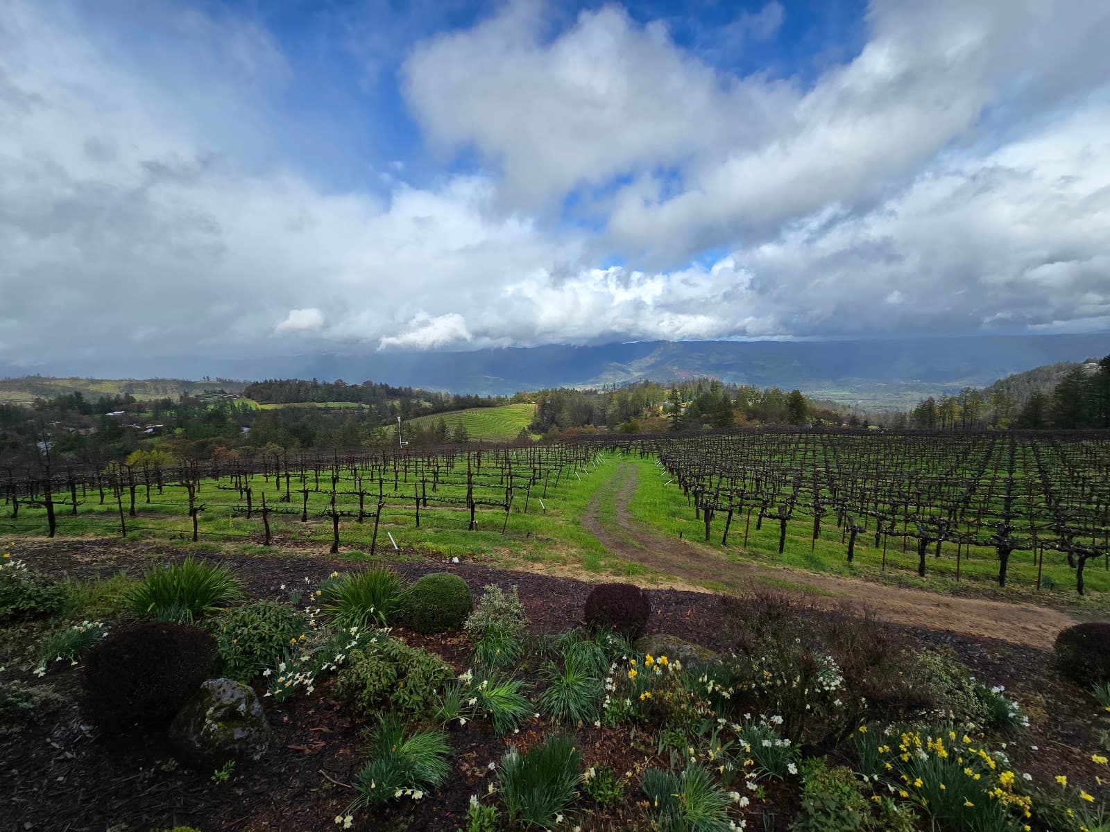 Photo of Paloma Vineyard