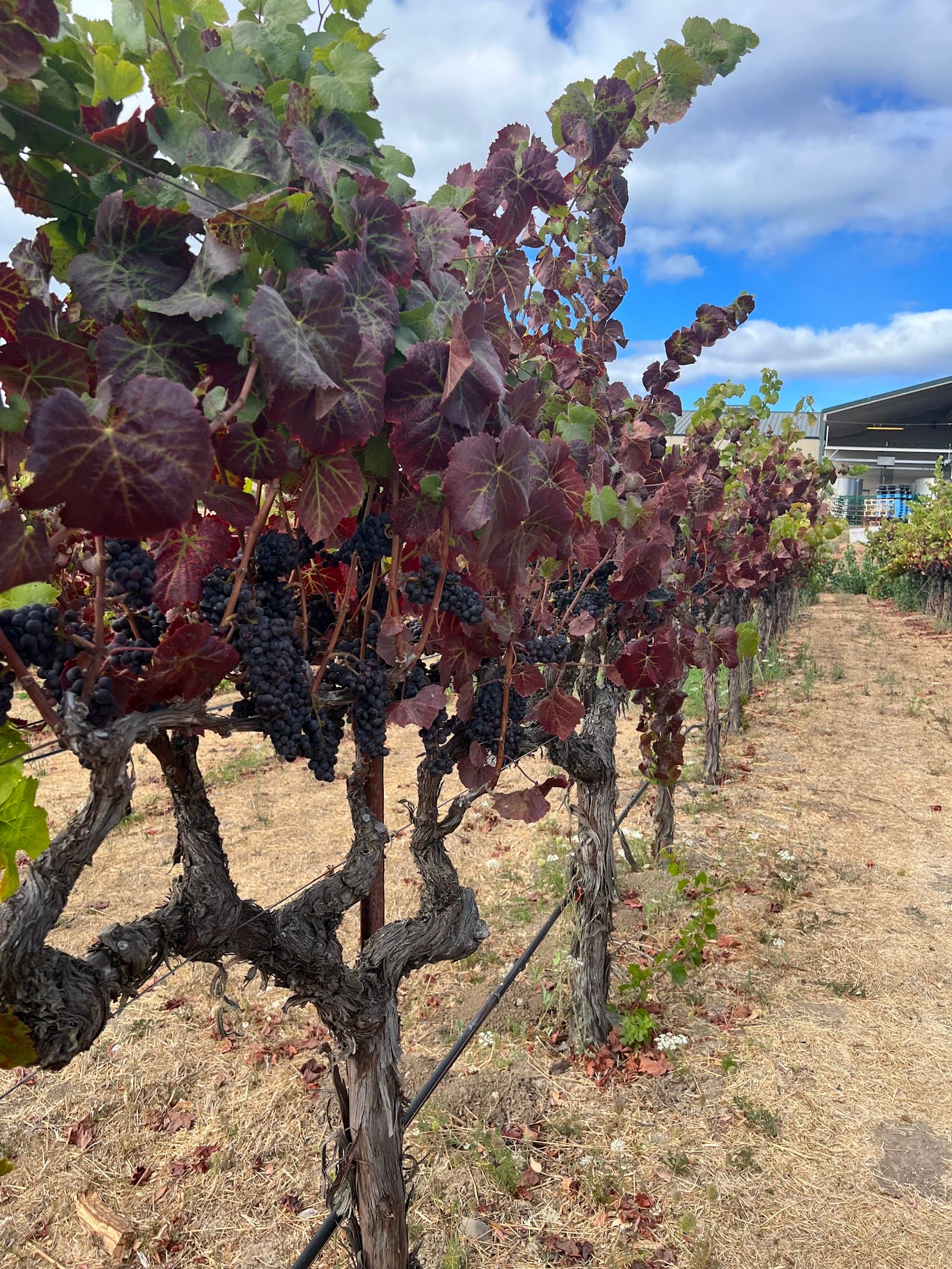 Photo of RuVango Winery