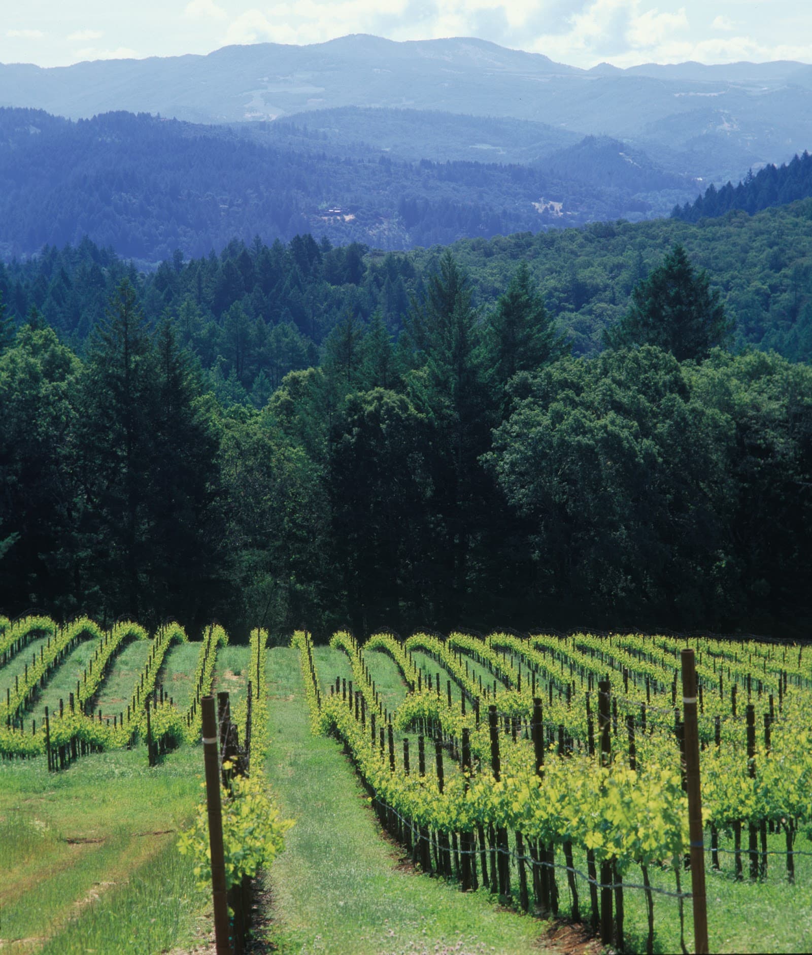 Photo of Schramsberg Vineyards