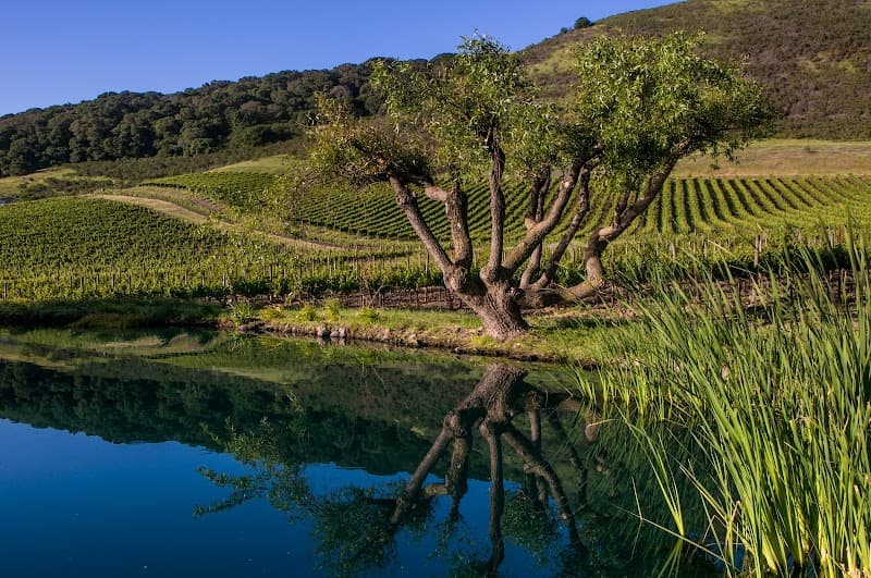 Schug Carneros Estate