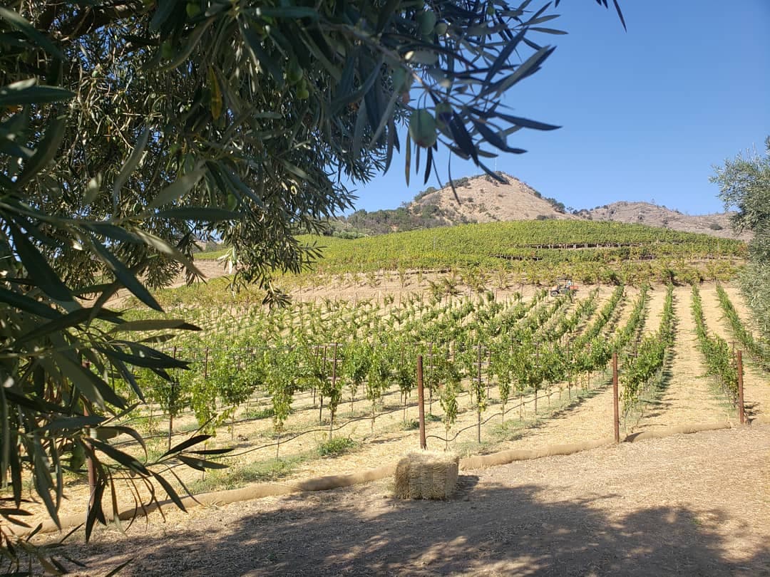 Photo of Shafer Vineyards