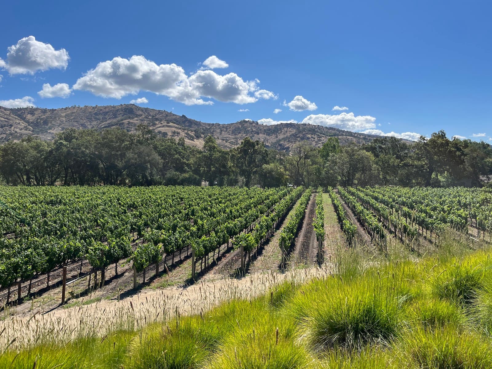 Photo of Stag's Leap Wine Cellars