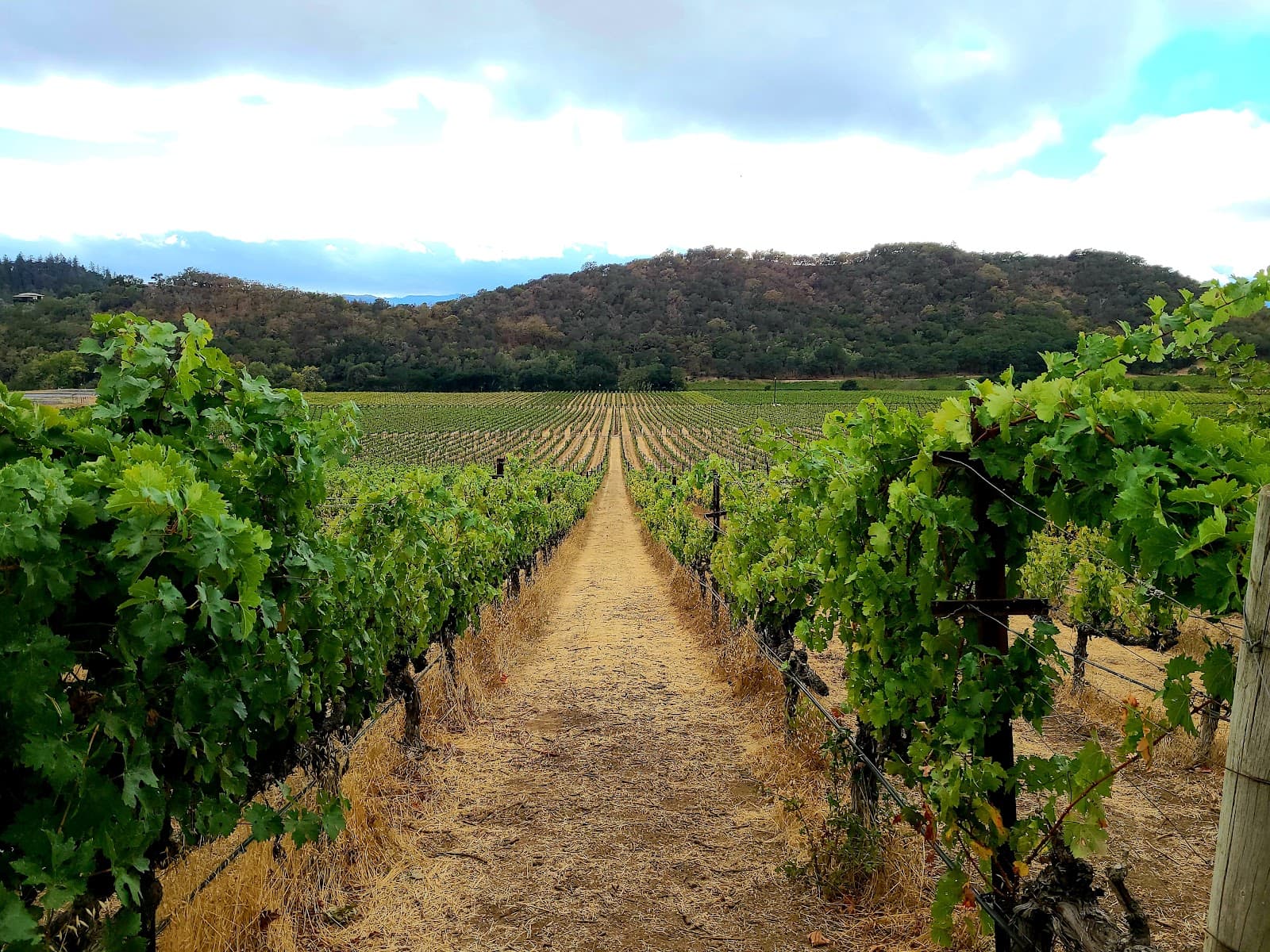 Photo of Stags' Leap Winery