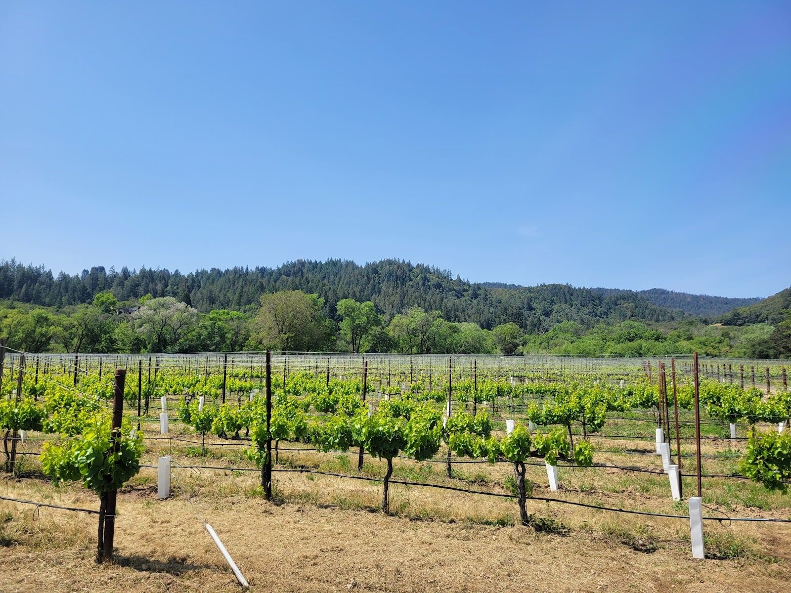 Amista Vineyards photo 2