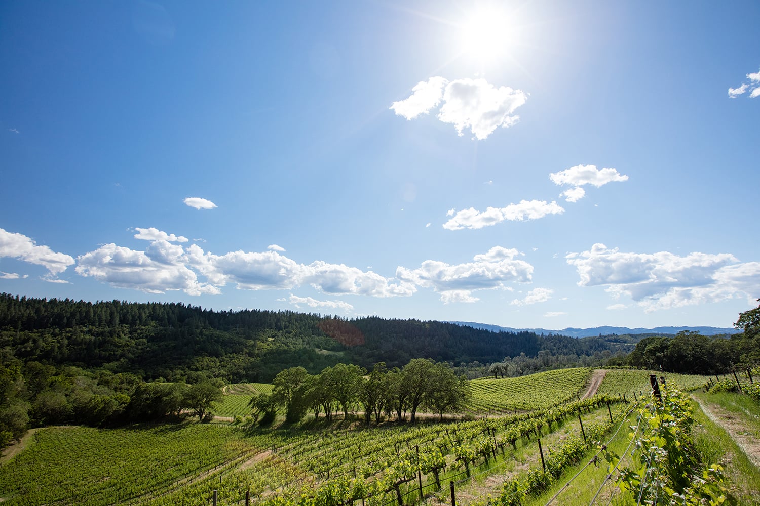 Aonair Winery & Caves photo 1