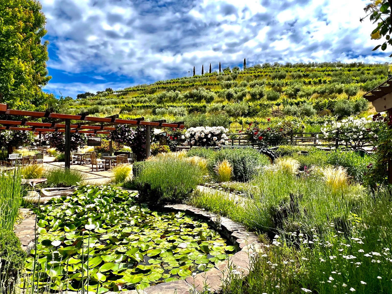 Benziger Family Winery photo 8