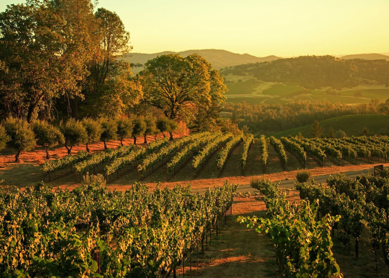 Burgess Cellars photo 2