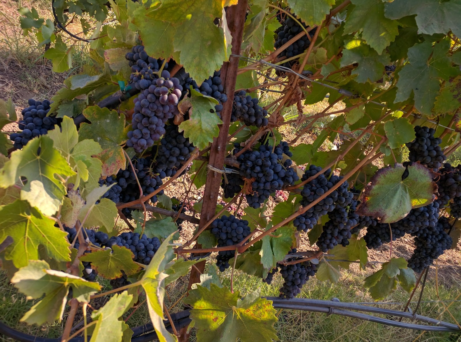 DaVero Farms & Winery photo 2