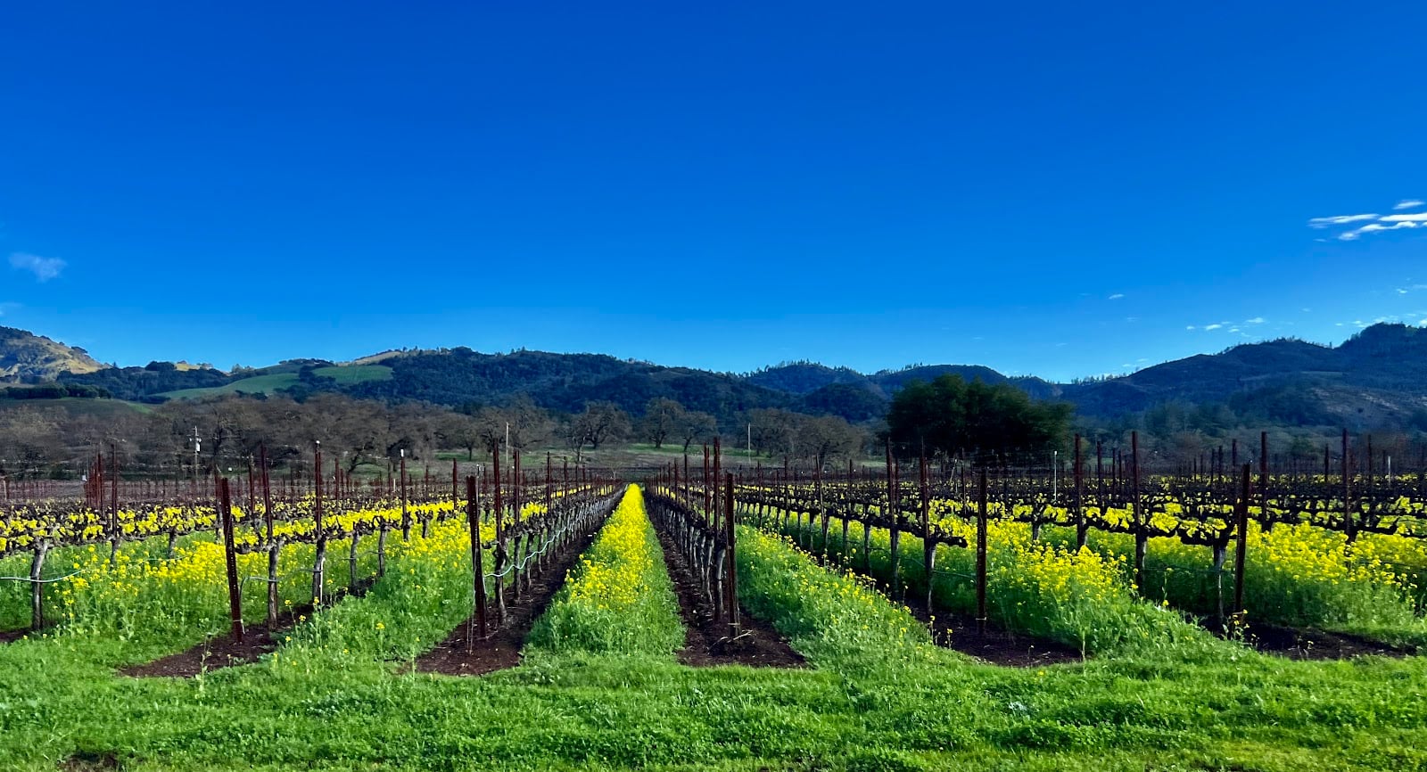 Deerfield Ranch Winery photo 2