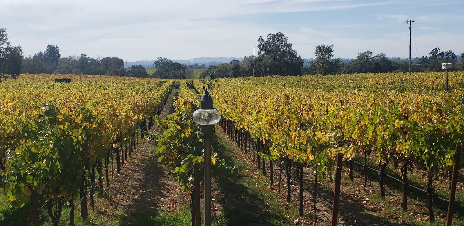 DeLoach Vineyards photo 5