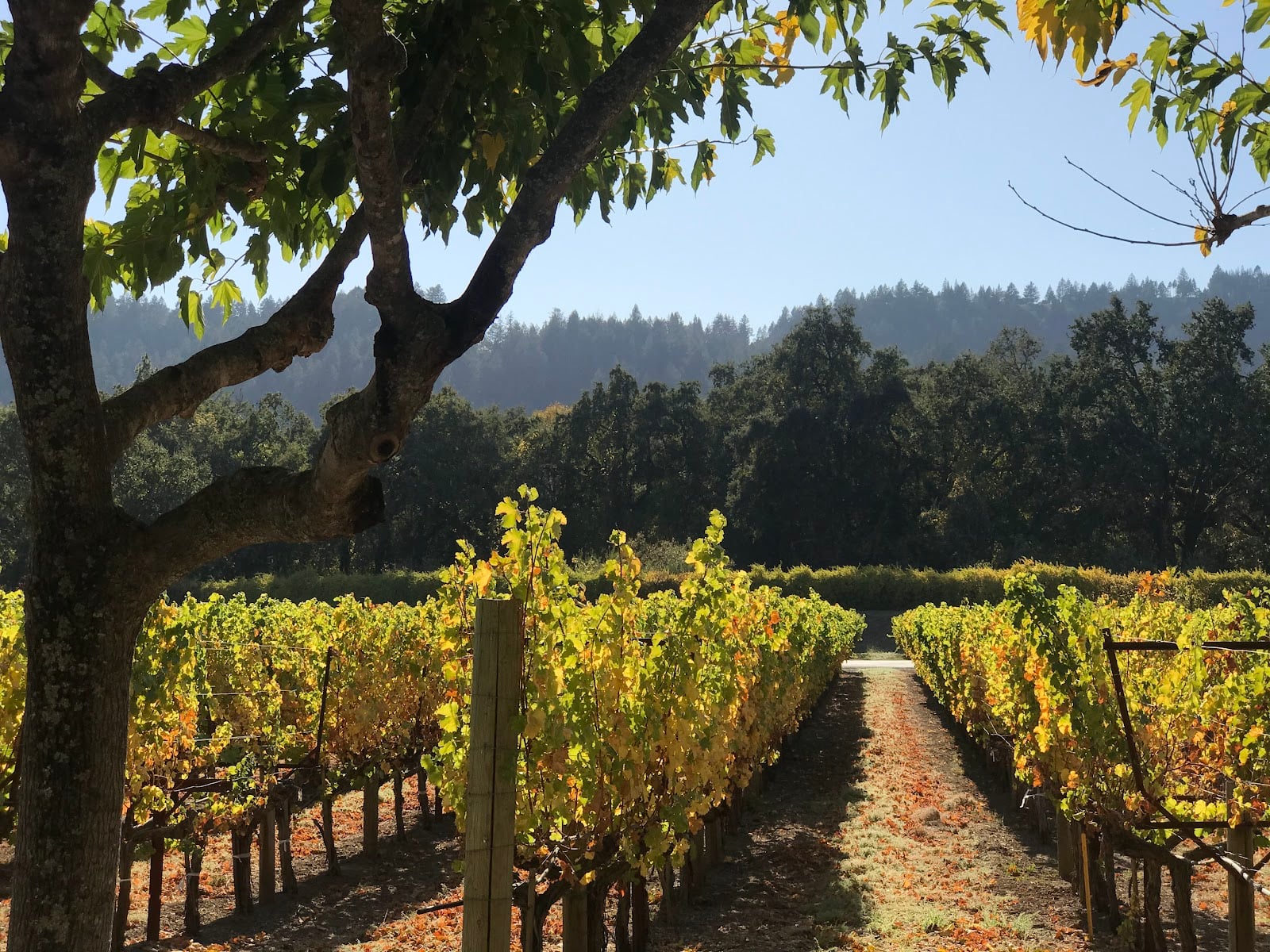 Duckhorn Vineyards photo 2