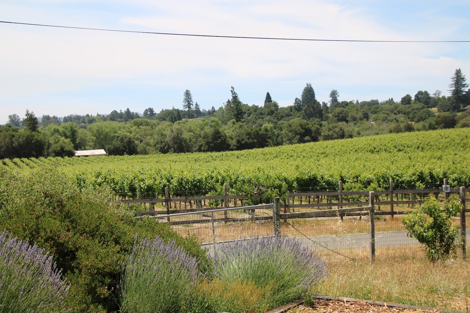 Emeritus Vineyards photo 2