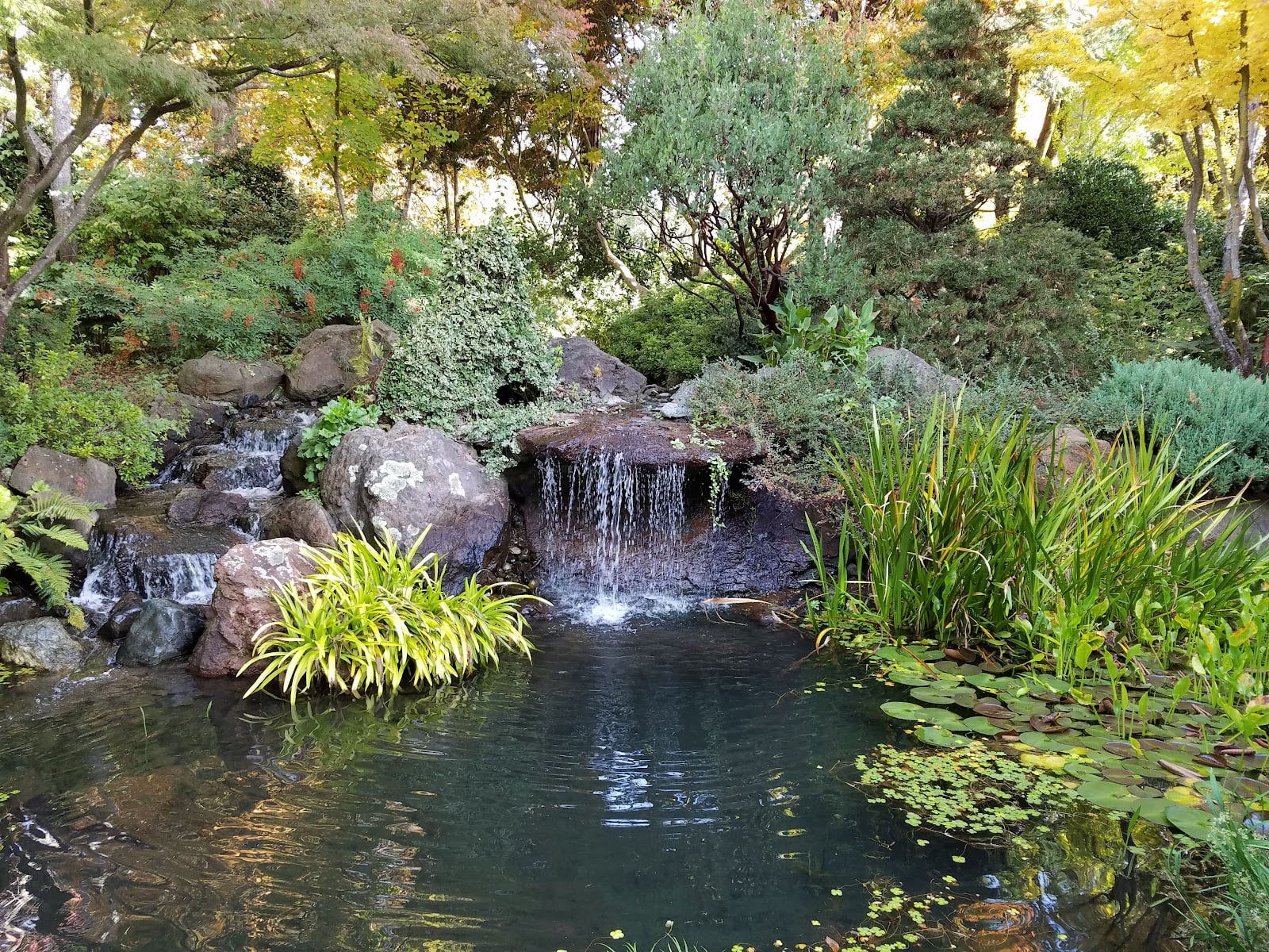 Ferrari-Carano Vineyards photo 8