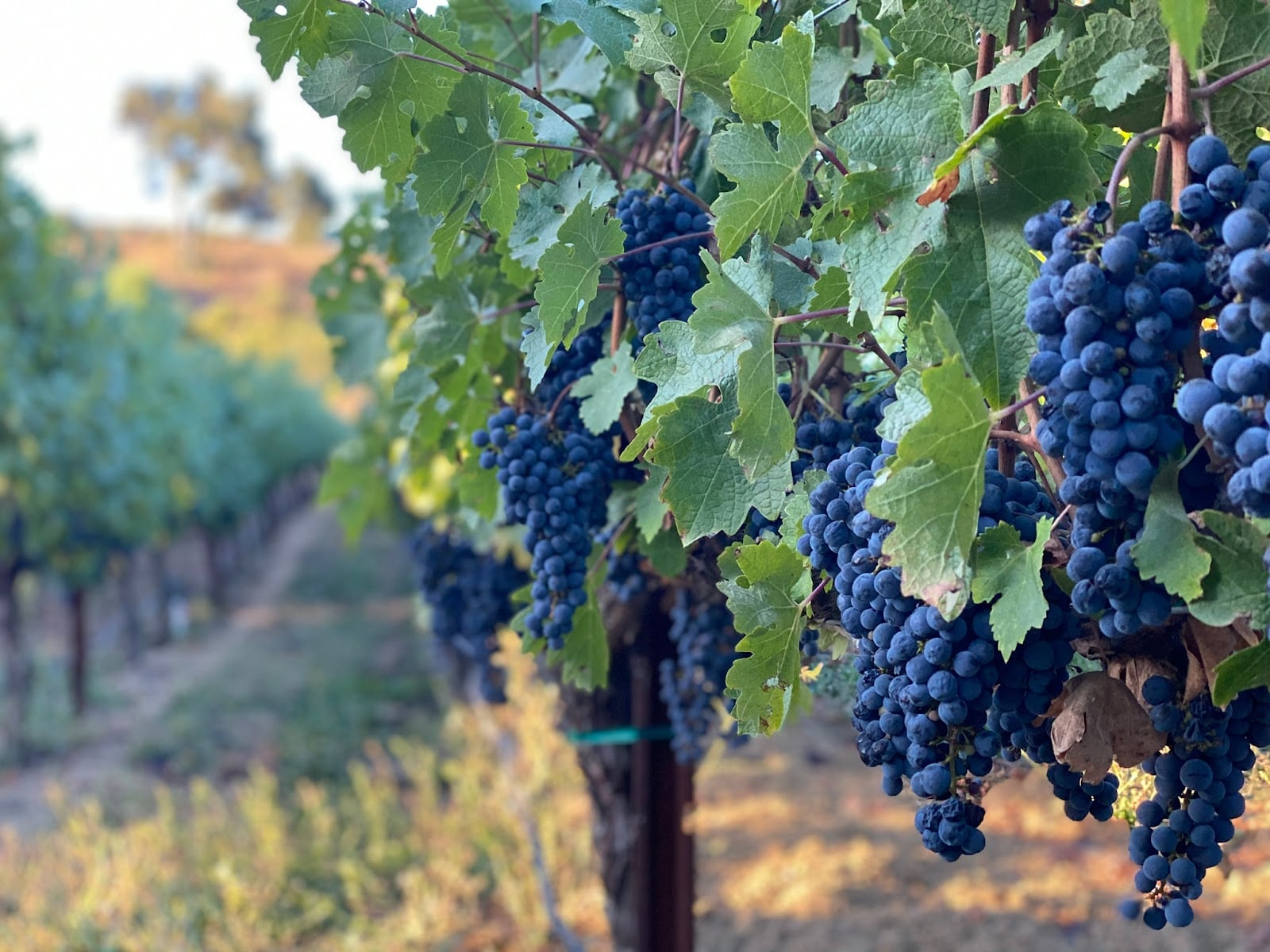 Fontanella Family Winery photo 1