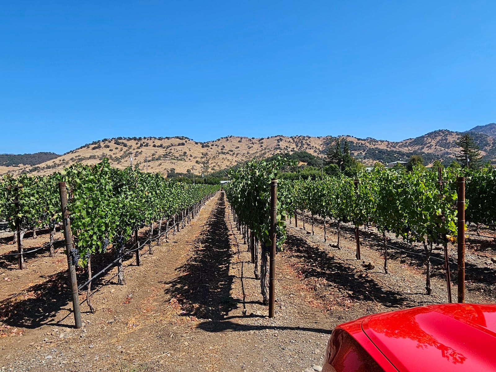 Goosecross Cellars photo 2