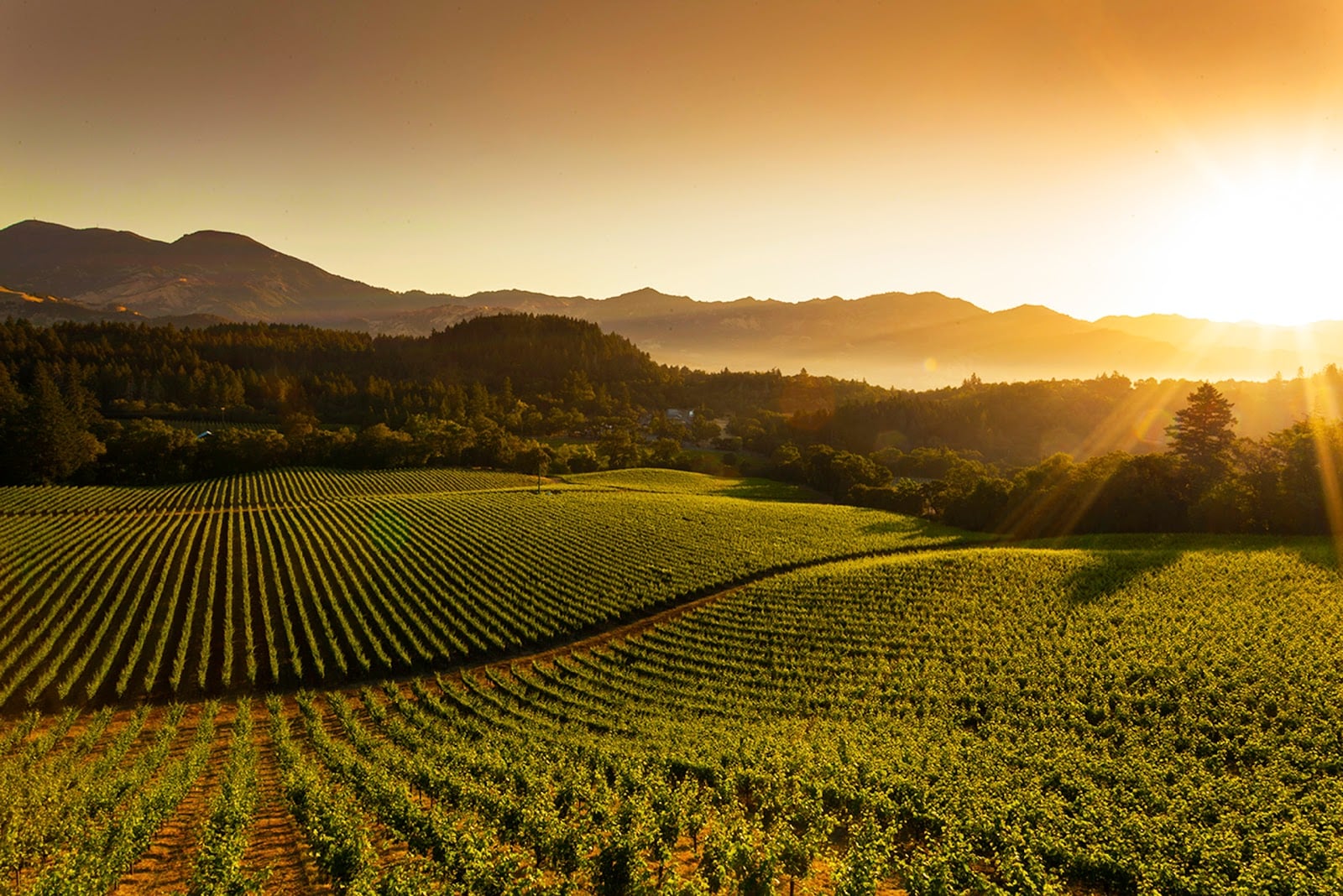 Grgich Hills Estate photo 8