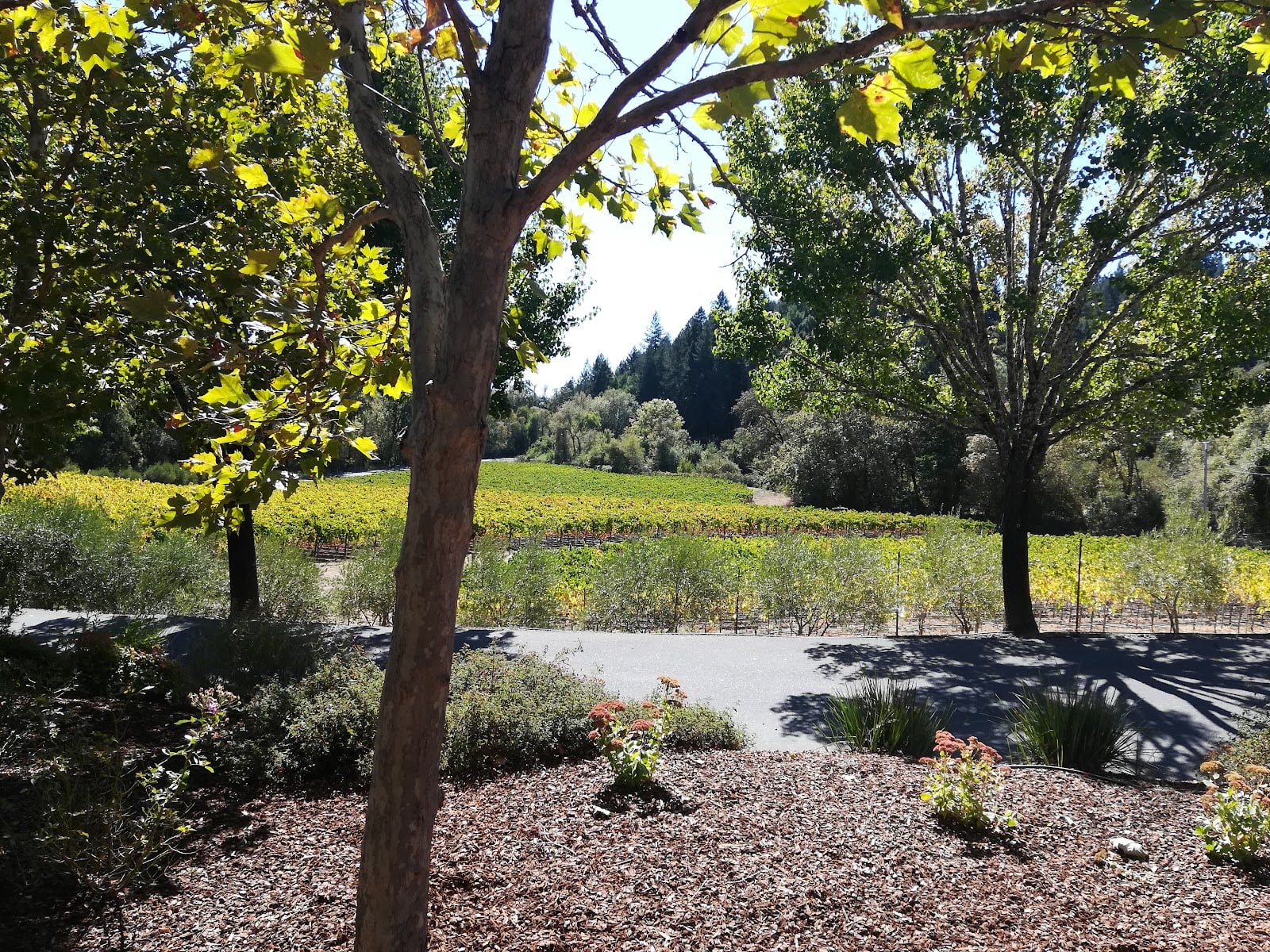 Hartford Family Winery photo 8