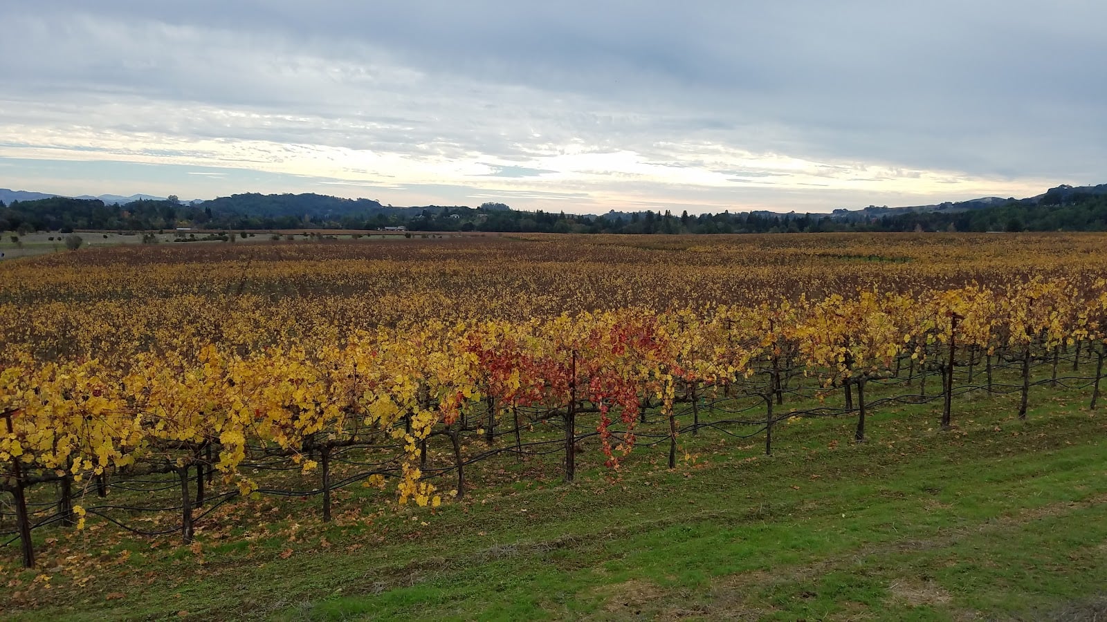 Hendry Winery photo 1