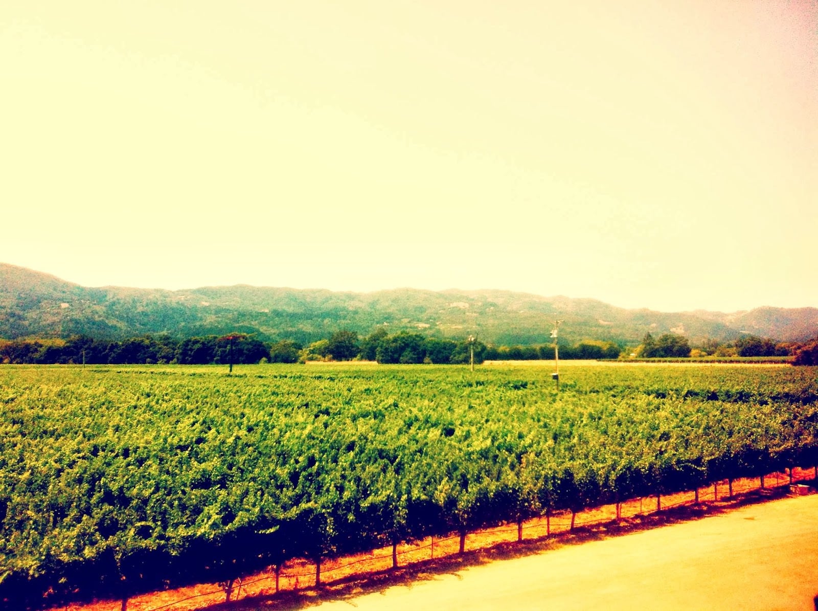 Honig Vineyard & Winery photo 1
