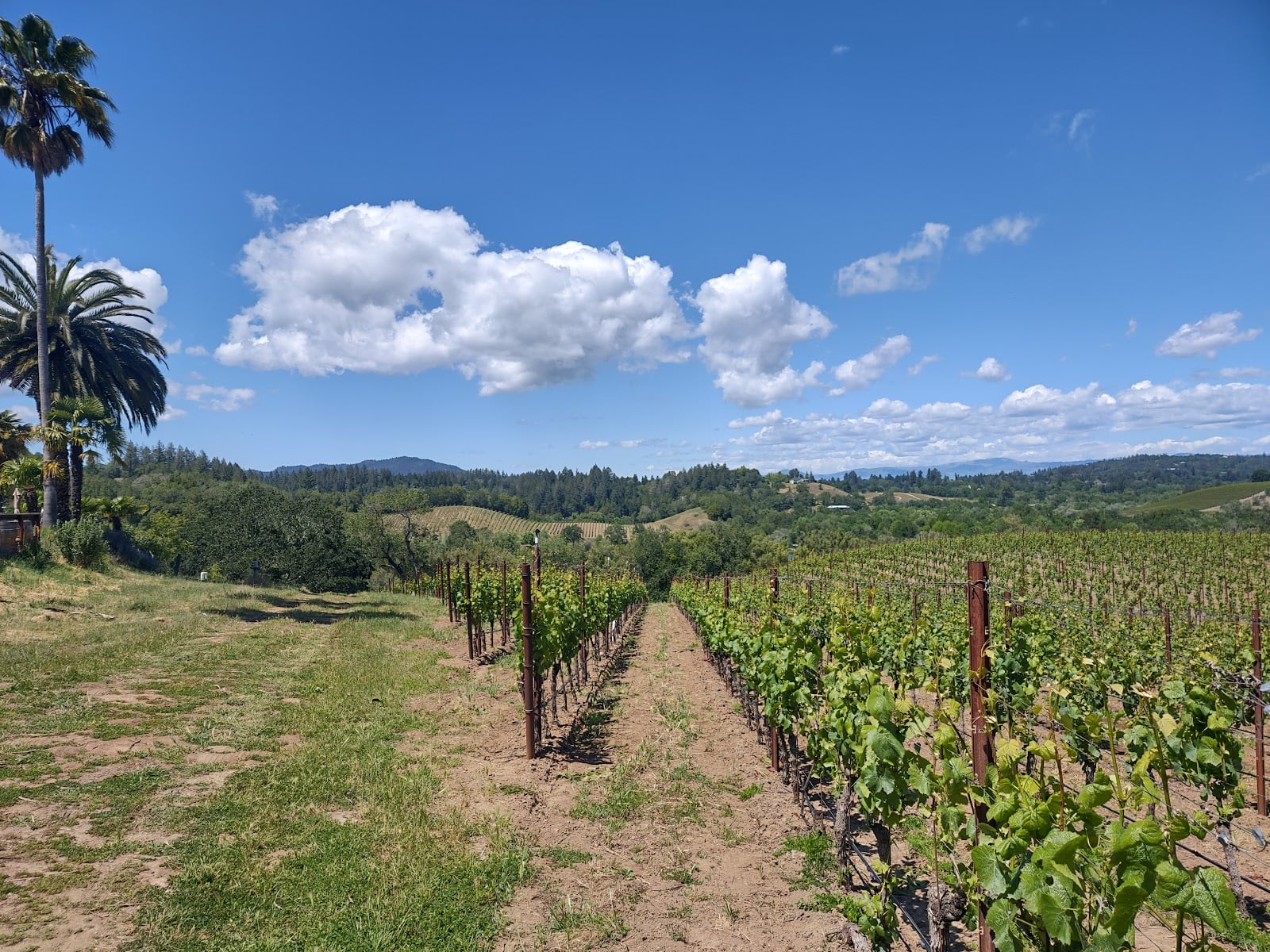 Iron Horse Vineyards photo 2