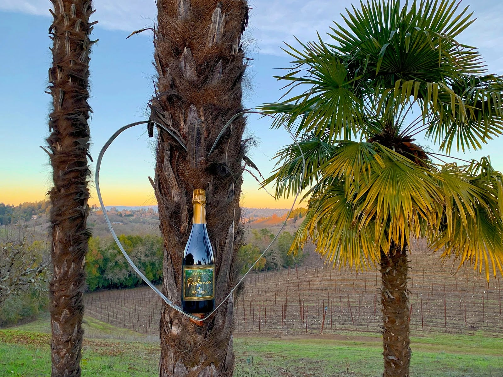 Iron Horse Vineyards photo 8