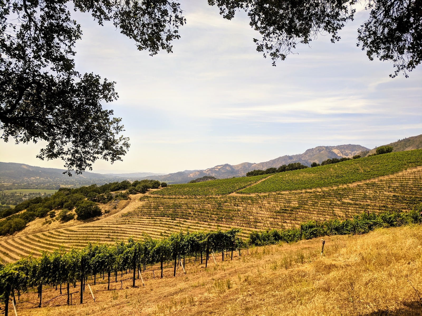 Kunde Family Winery photo 8