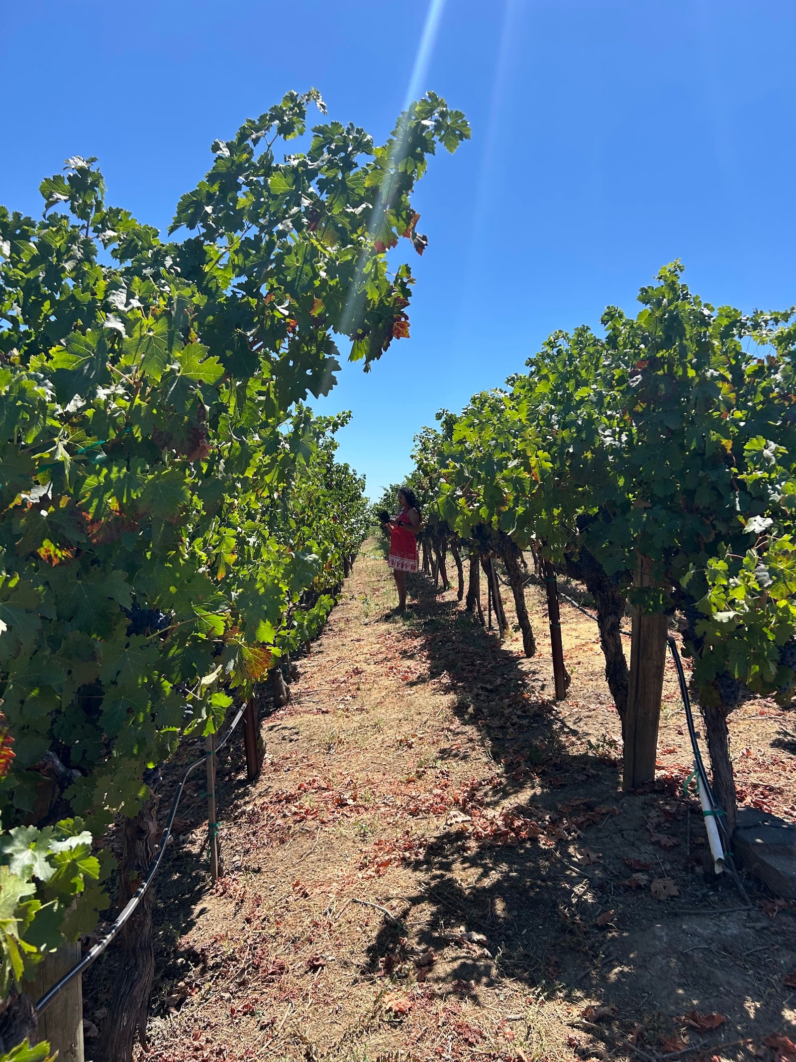 Laird Family Estate photo 2