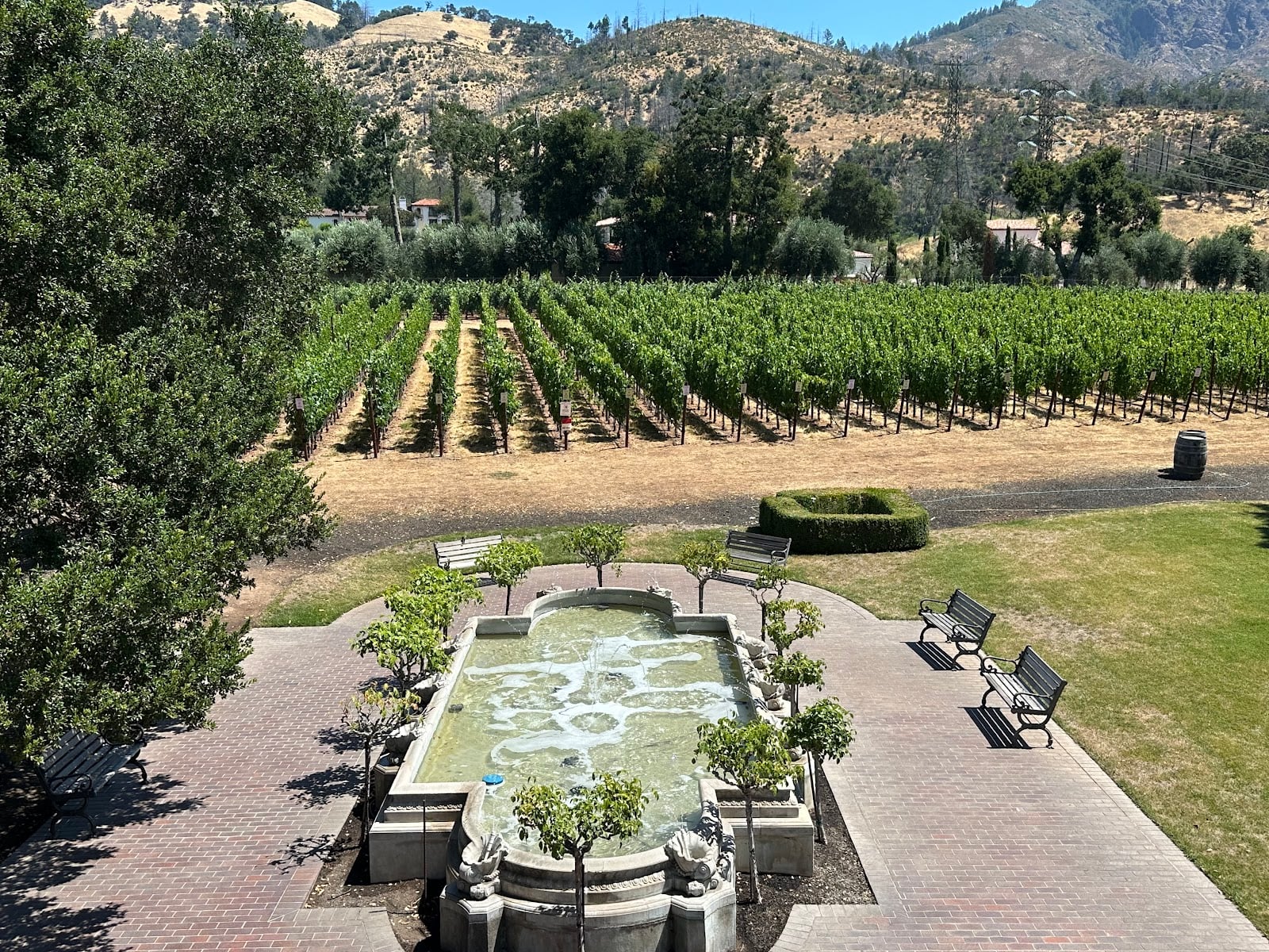 Ledson Winery & Vineyards photo 2