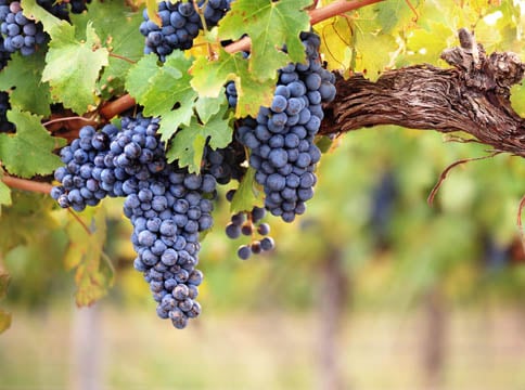 Madonna Estate Winery photo 1