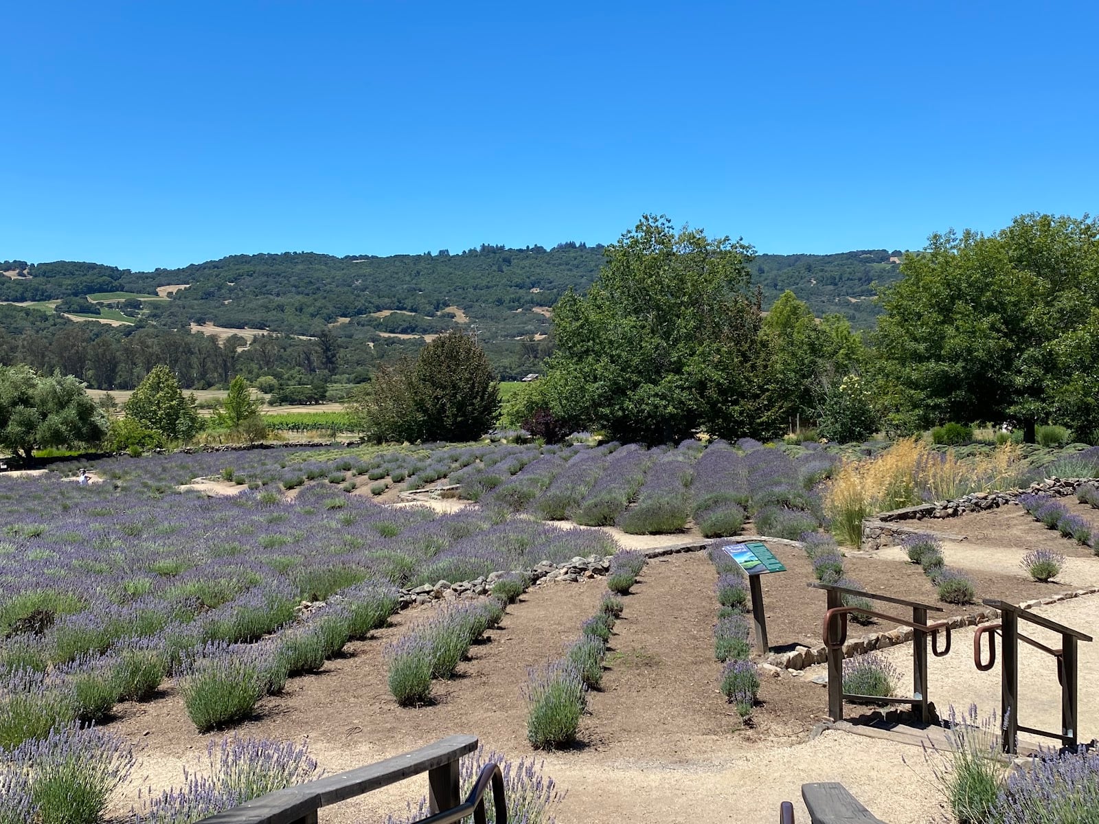 Matanzas Creek Winery photo 2