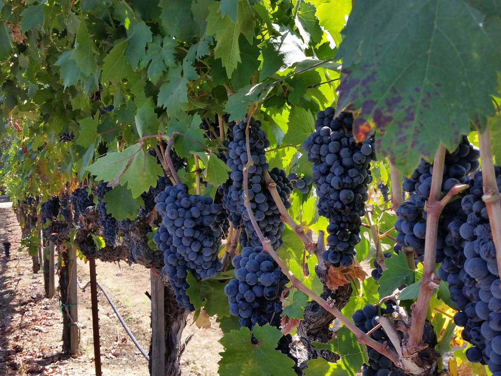 Mauritson Wines photo 2