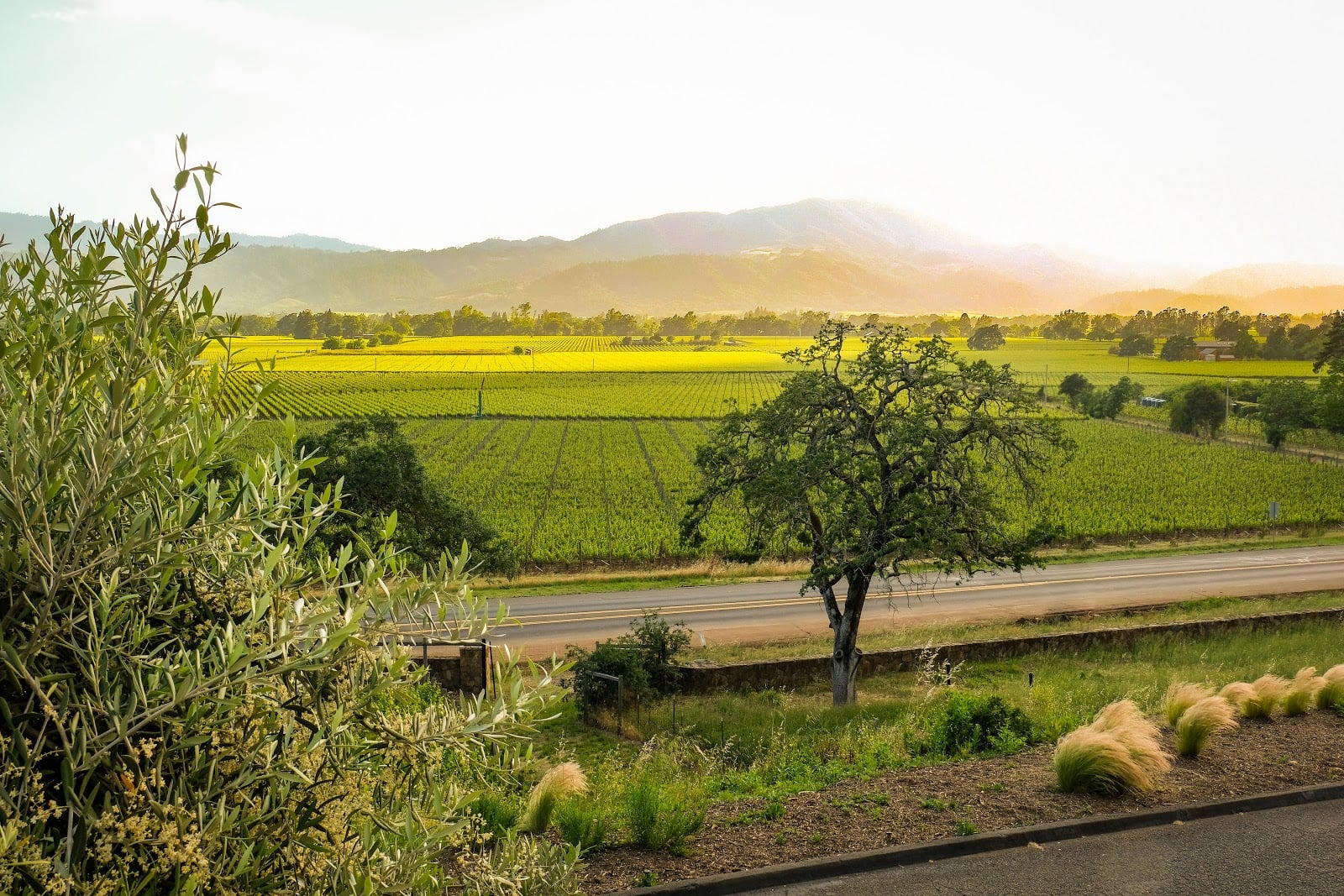 Miner Family Winery photo 1