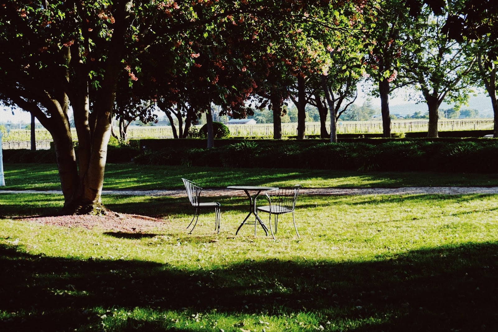 Monticello Vineyards photo 1