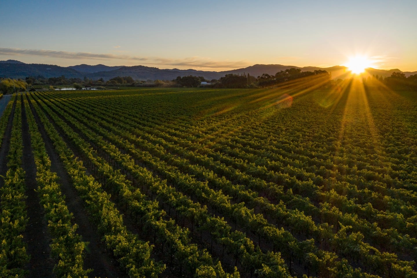 Nickel & Nickel photo 8