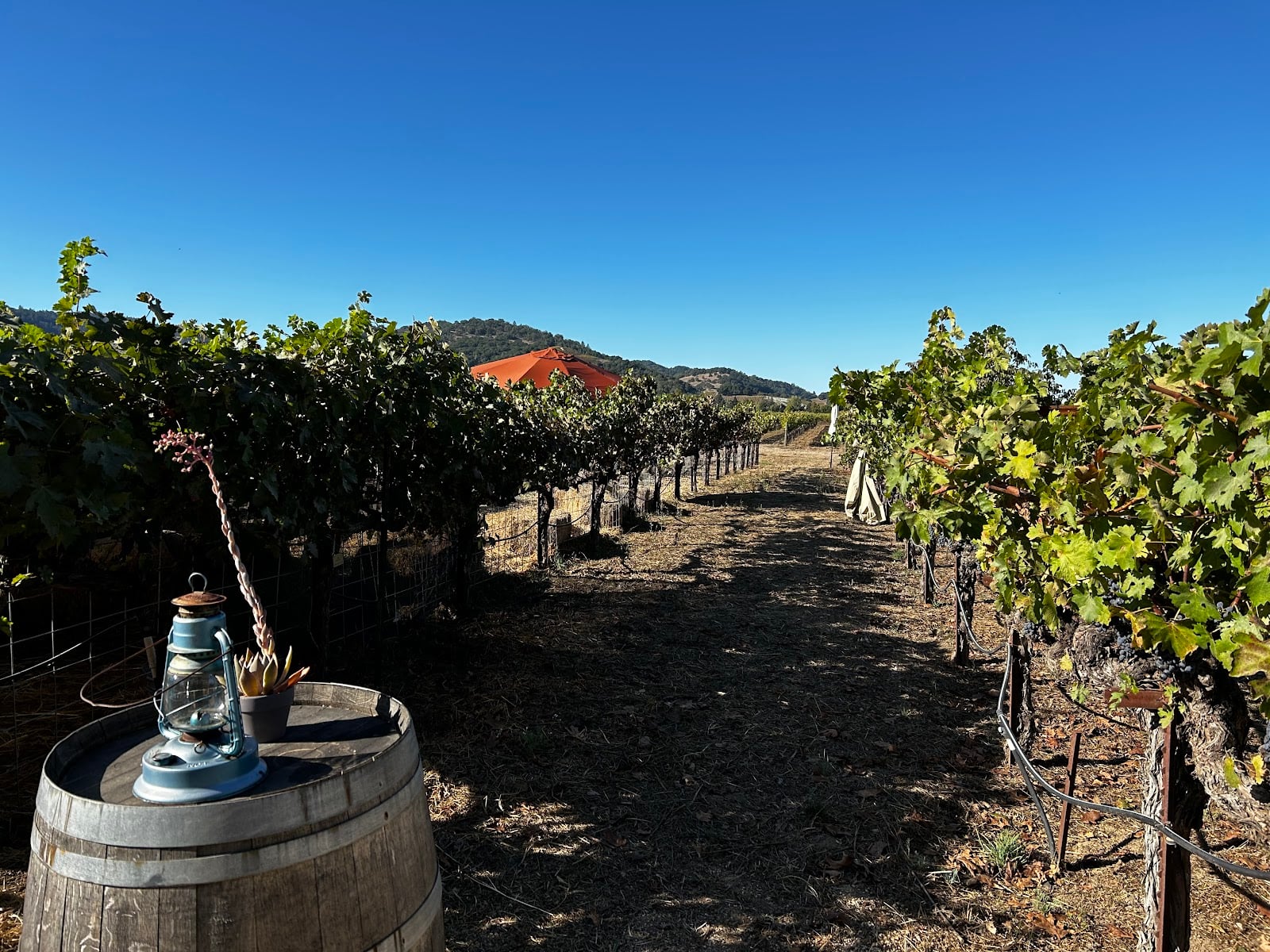 O'Brien Estate Winery photo 2