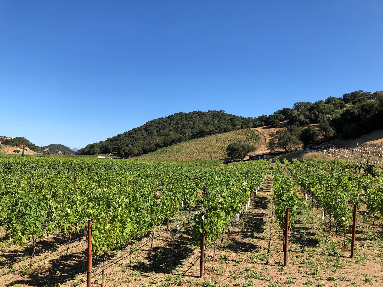 Odette Estate Winery photo 8