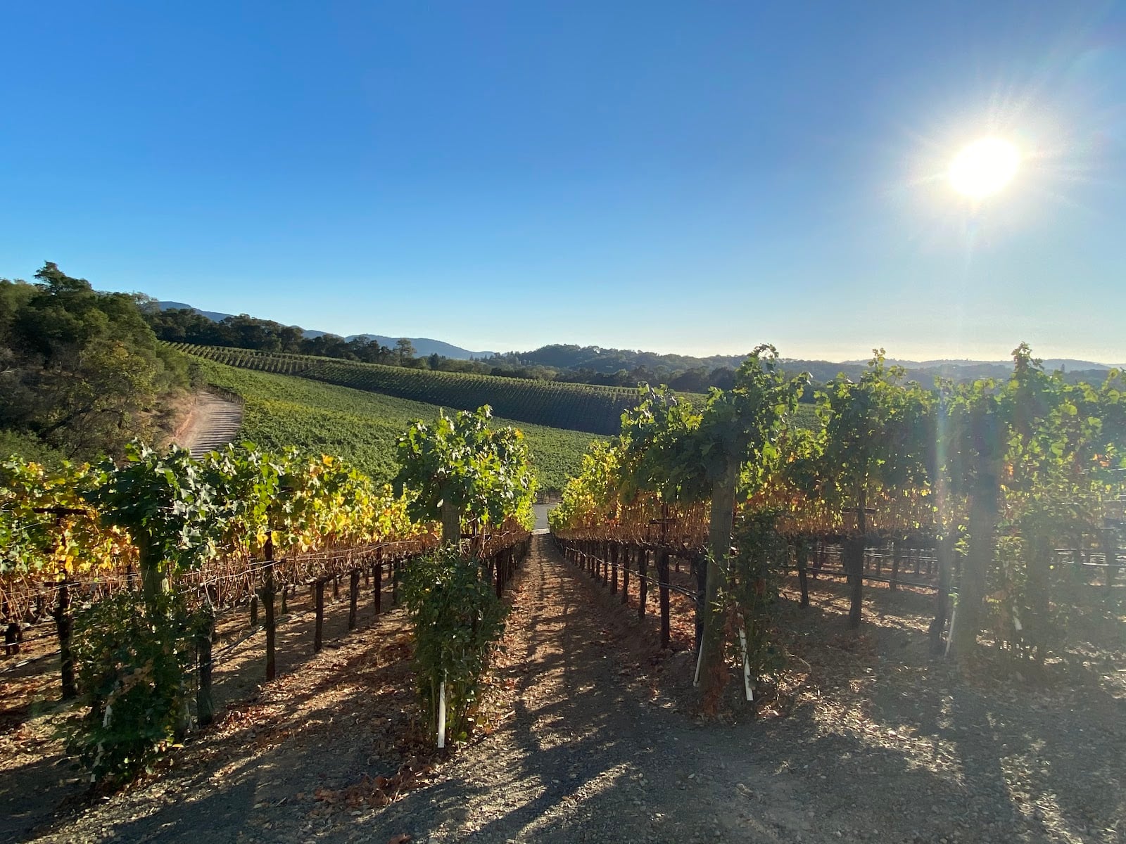 Palmaz Vineyards photo 8