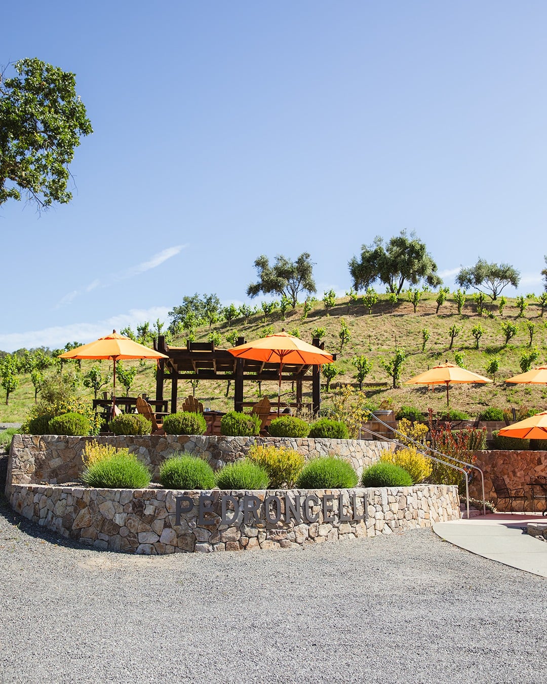 Pedroncelli Winery photo 8