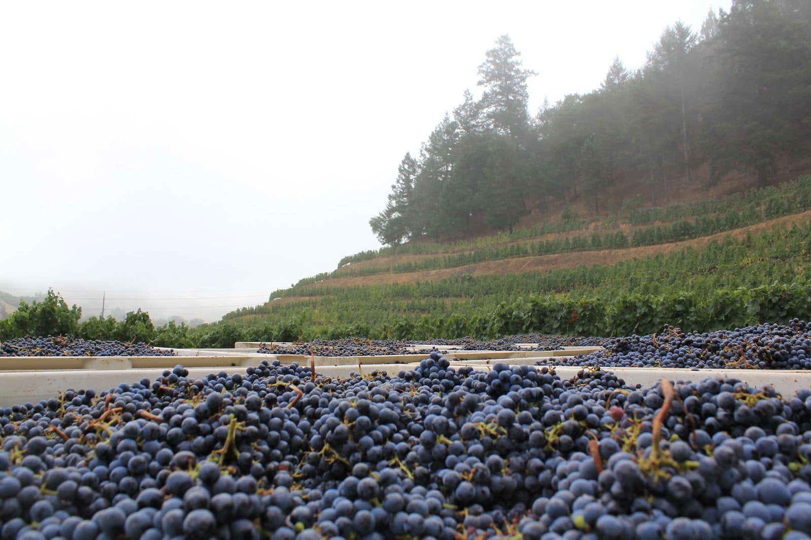 Pine Ridge Vineyards photo 1