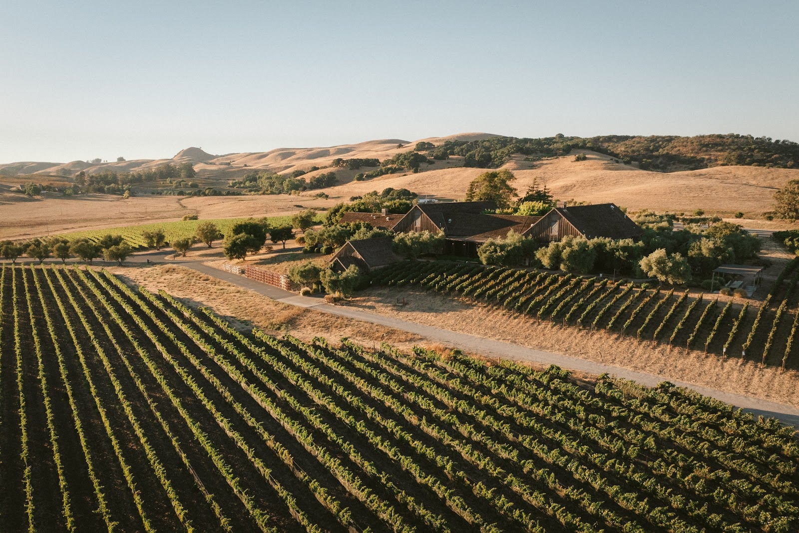 Ram's Gate Winery photo 1