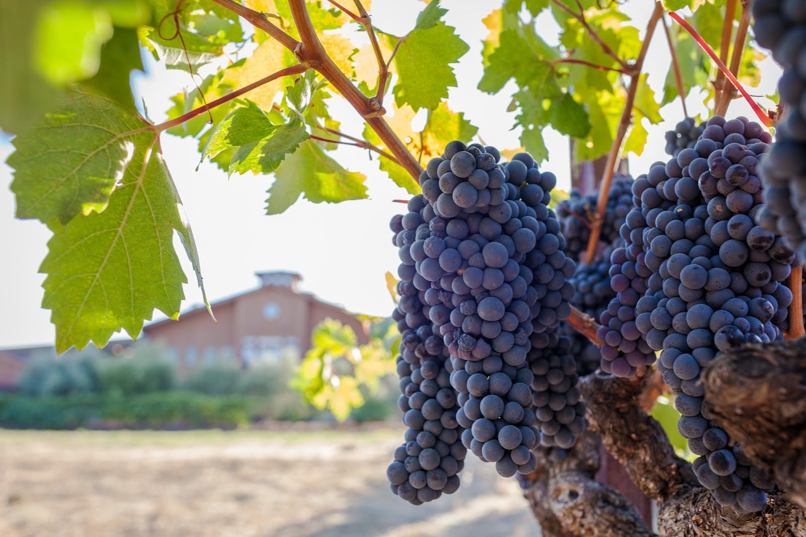 Robert Biale Vineyards photo 8