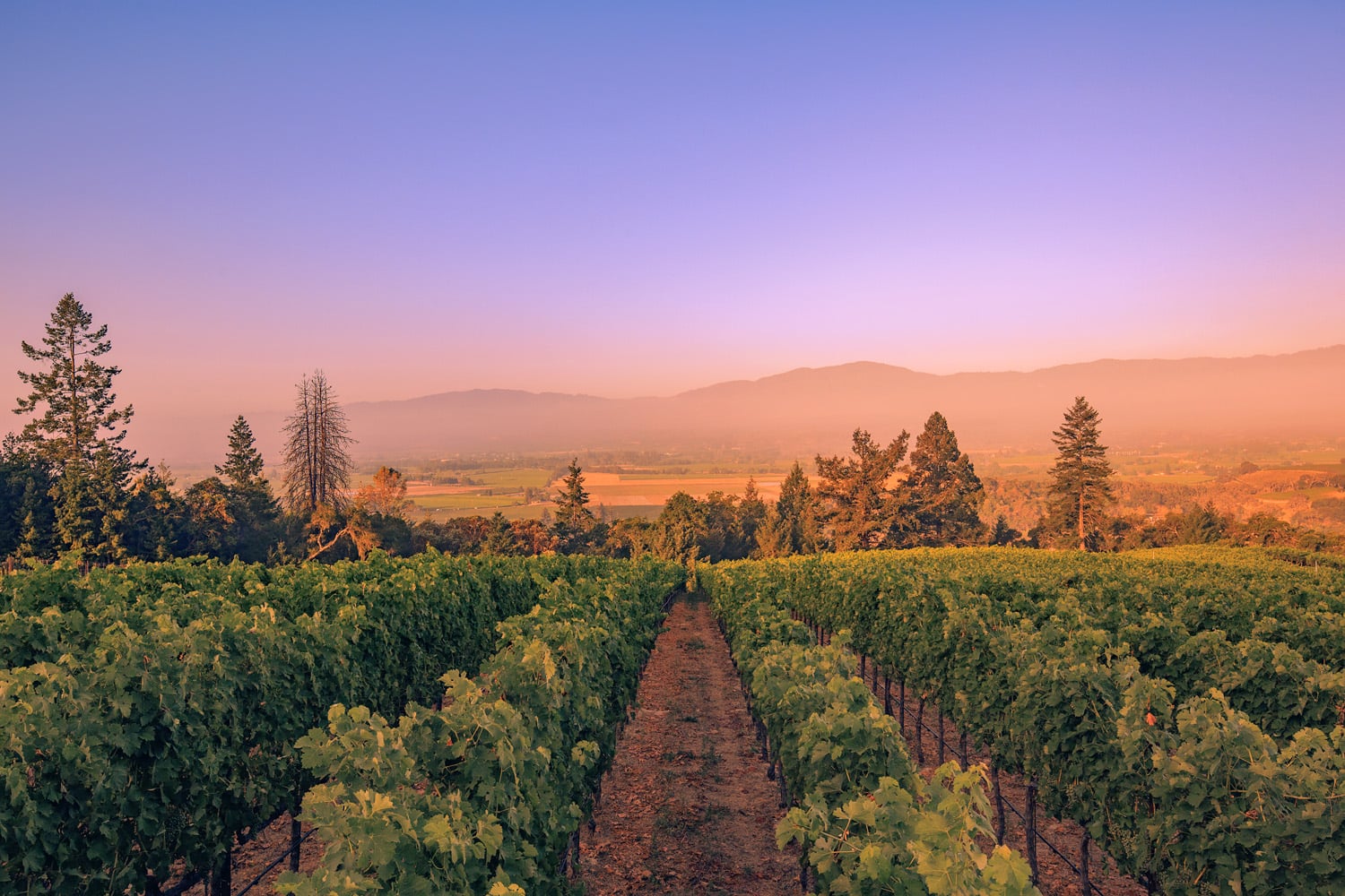 Rutherford Hill Winery photo 1