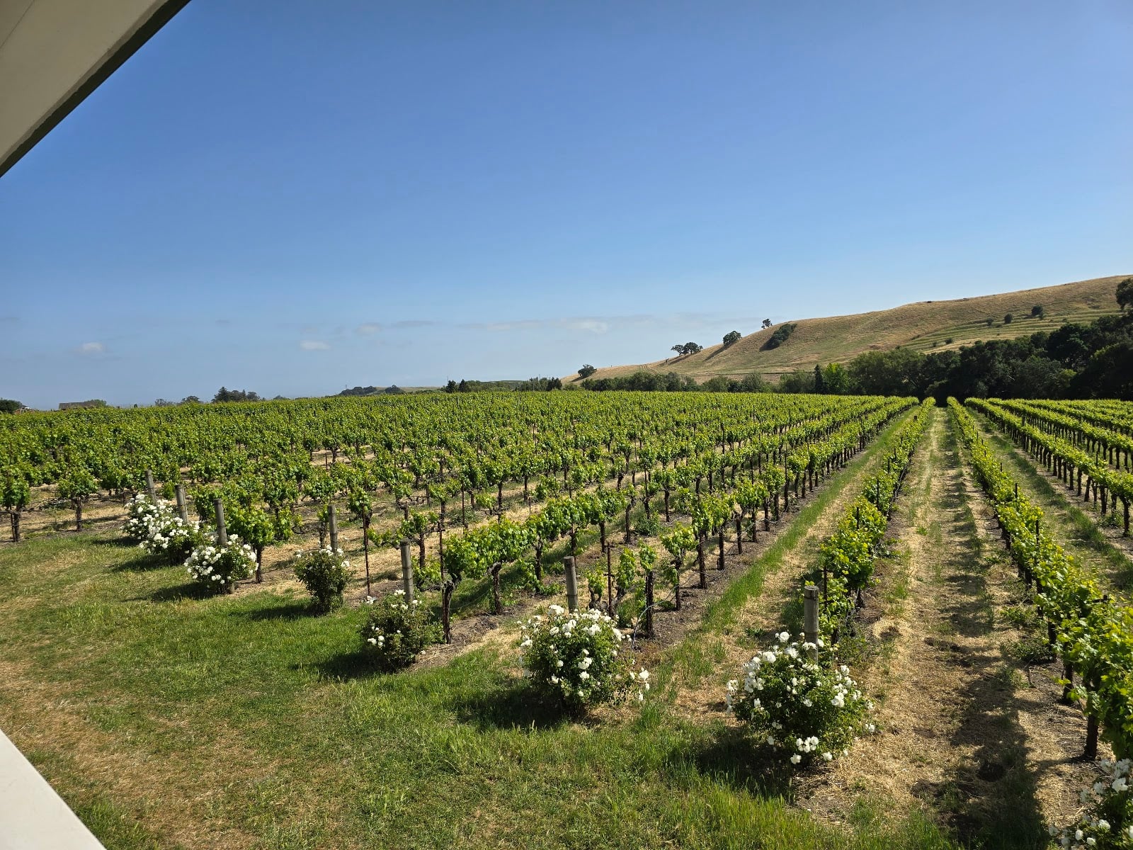 RuVango Winery photo 1